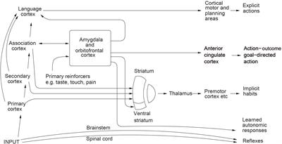 Neural Computations Underlying Phenomenal Consciousness: A Higher Order Syntactic Thought Theory